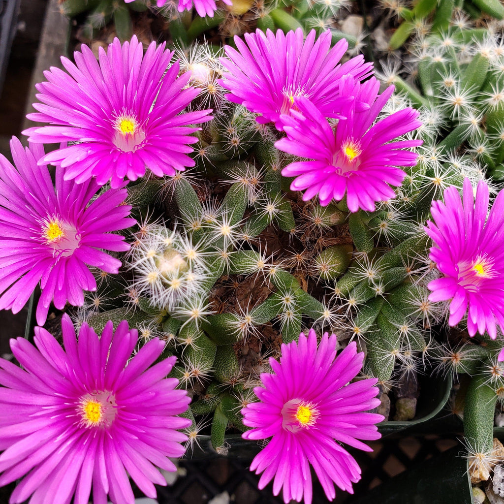 Trichodiadema densum