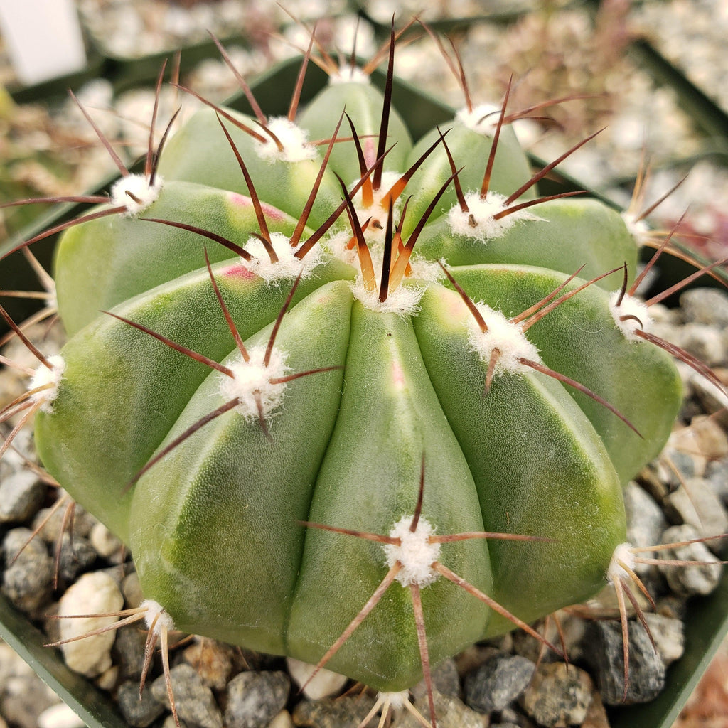 Melocactus caesius
