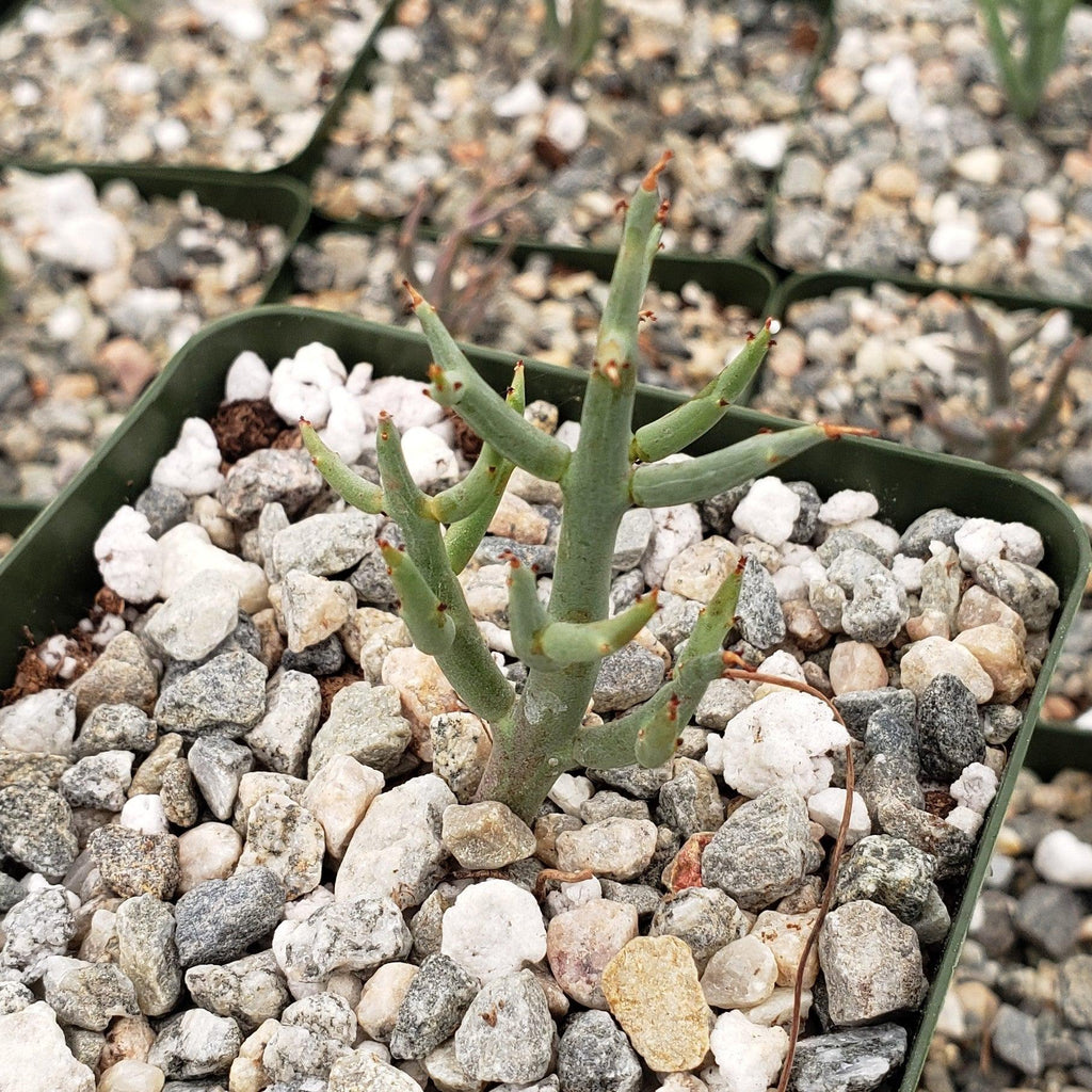Euphorbia spinea