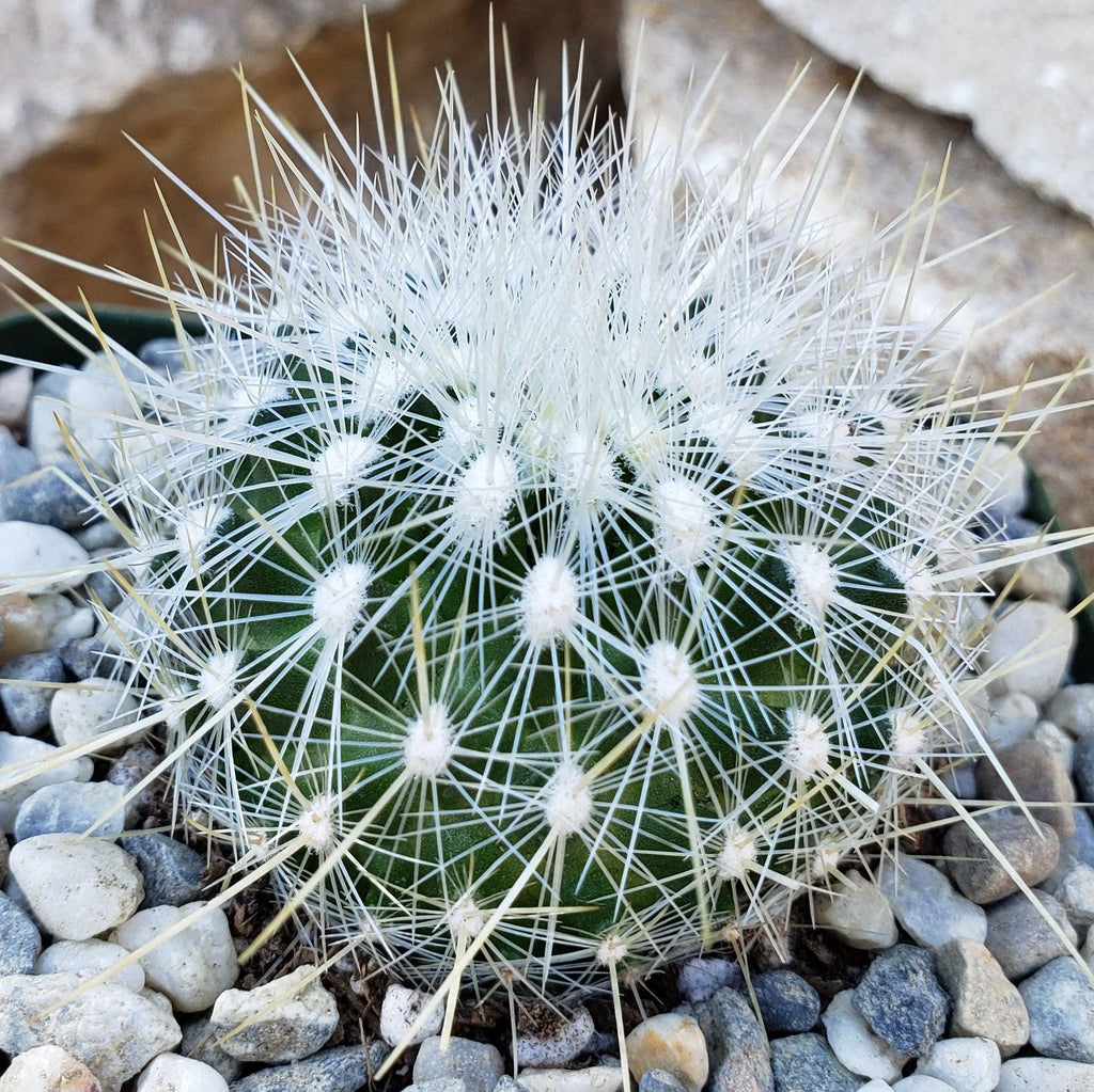 Thelocactus macdowellii