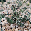 Paper Pine Cactus - Maihueniopsis glomerata