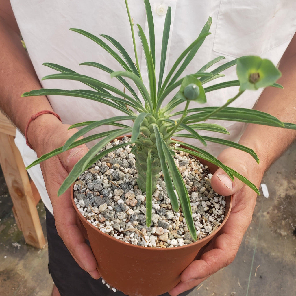 Euphorbia pubiglans large