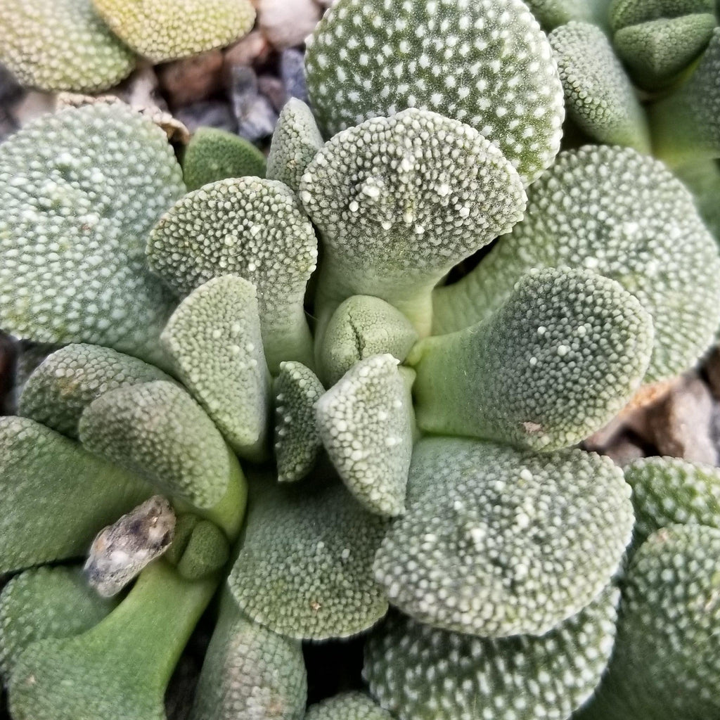 Aloinopsis villetii
