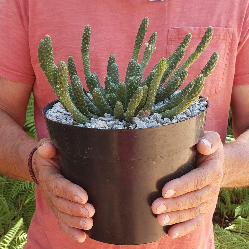Euphorbia esculenta Large Specimen