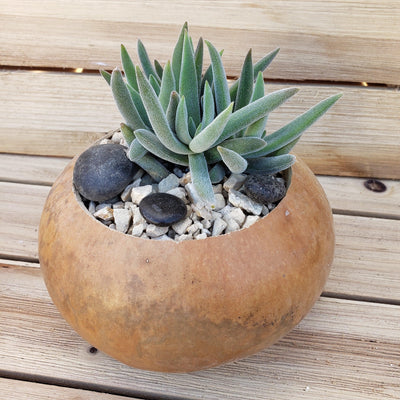 6 inch DIY Succulent Gourd Centerpiece arrangement