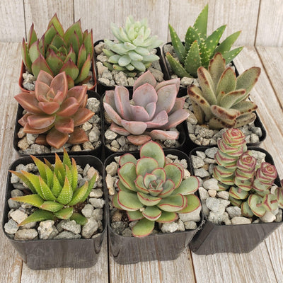 Assorted 2-Inch Succulents (4-Pack)
