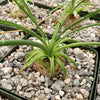 Albuca namaquensis