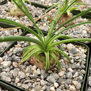 succulent looks like grass Albuca namaquensis – Planet Desert