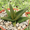 Aloe Black Gem – Alworthia Black Gem