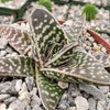 Gasteraloe pauline