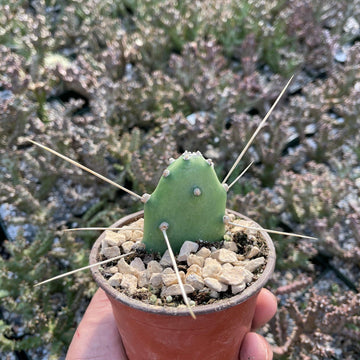 treelike cactus Opuntia quimilo pad cutting – Planet Desert