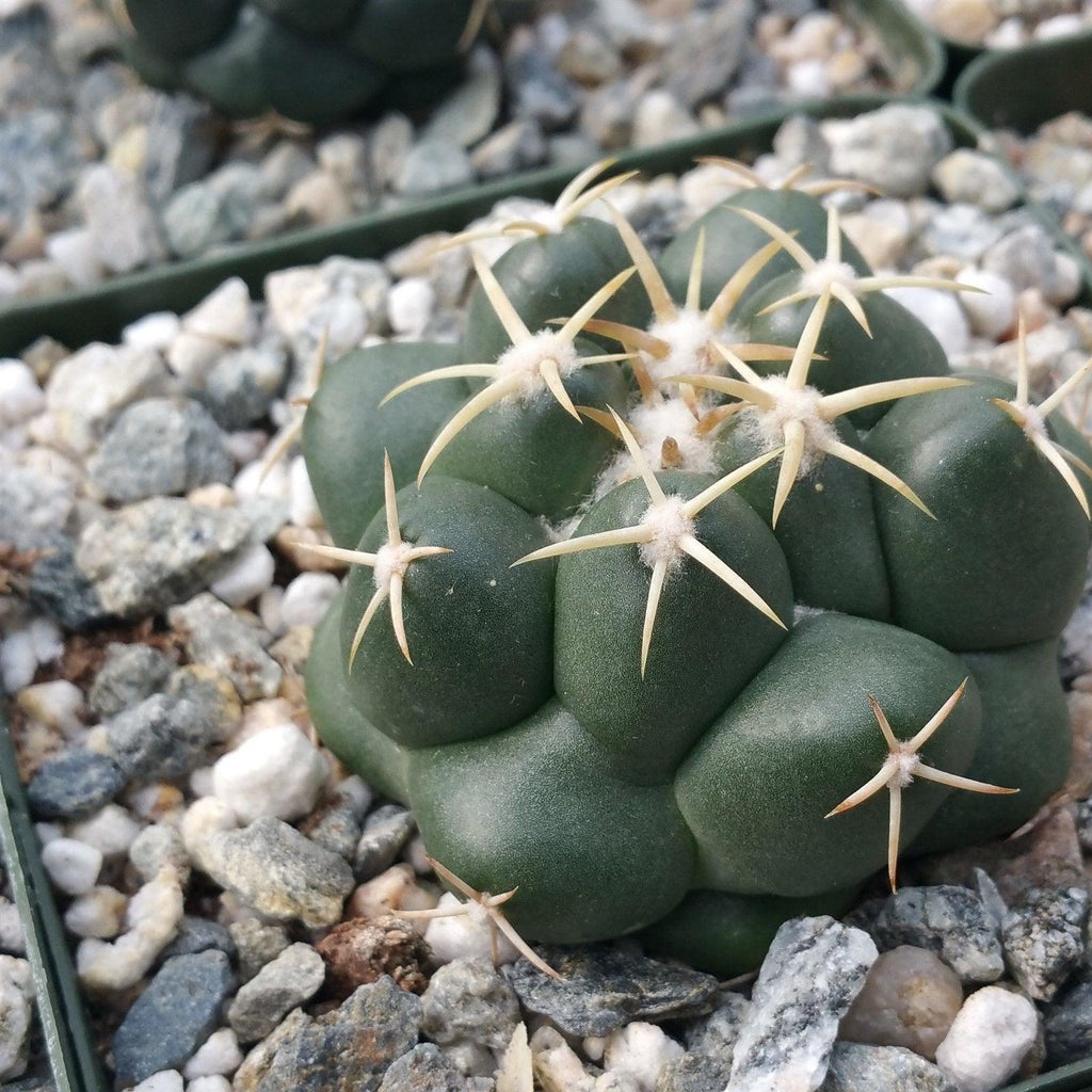 Coryphantha elephantidens