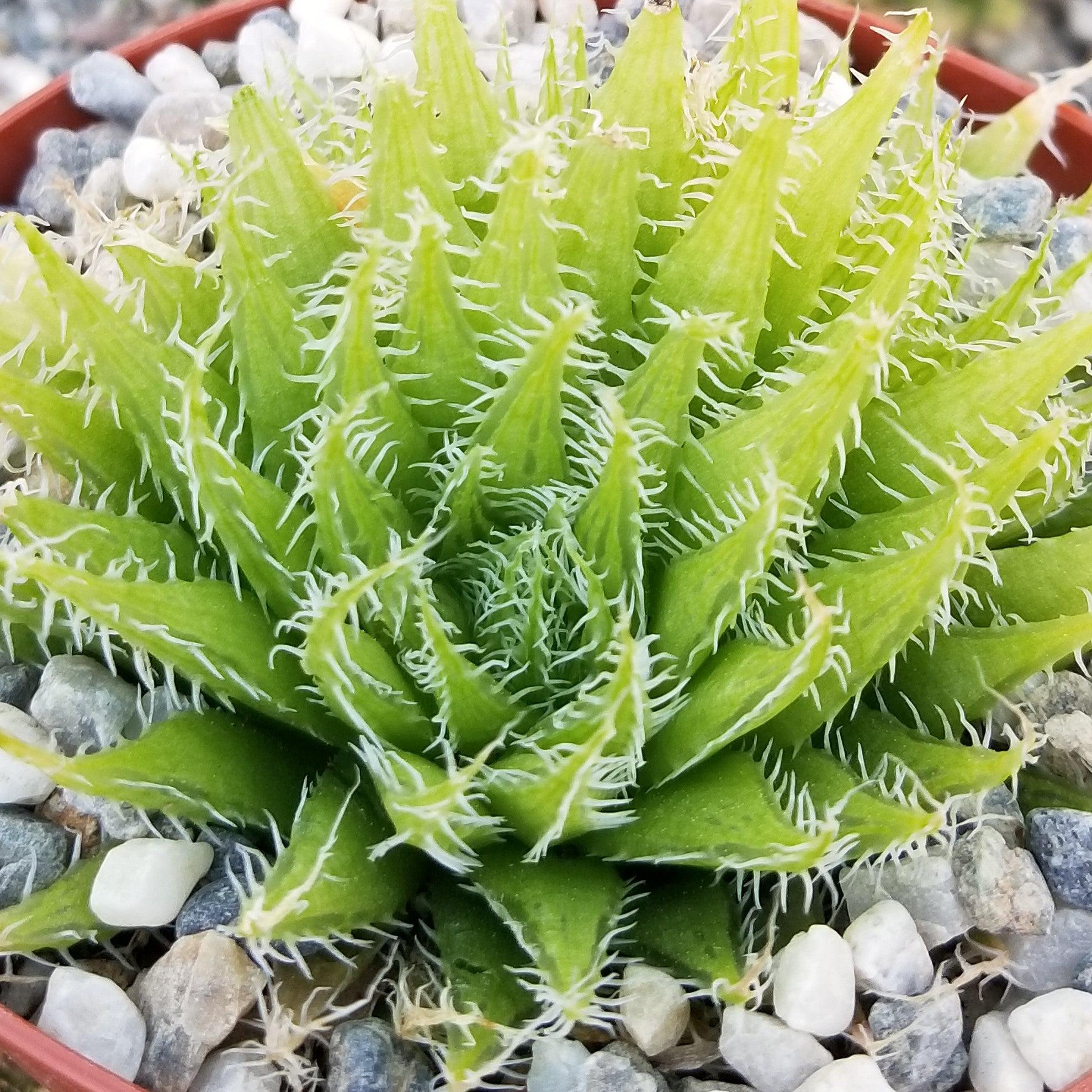 Haworthia aracnoidea xiphiophylla