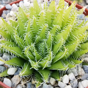 dark green pointy succulent Shop For Haworthia Aracnoidea Xiphiophylla Online