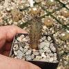 Cereus aethiops