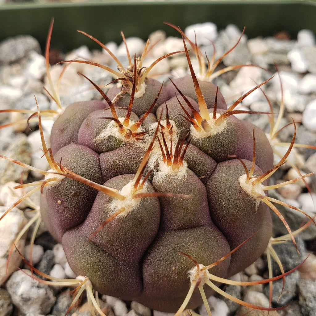 Gymnocalycium pflanzii albipulpa