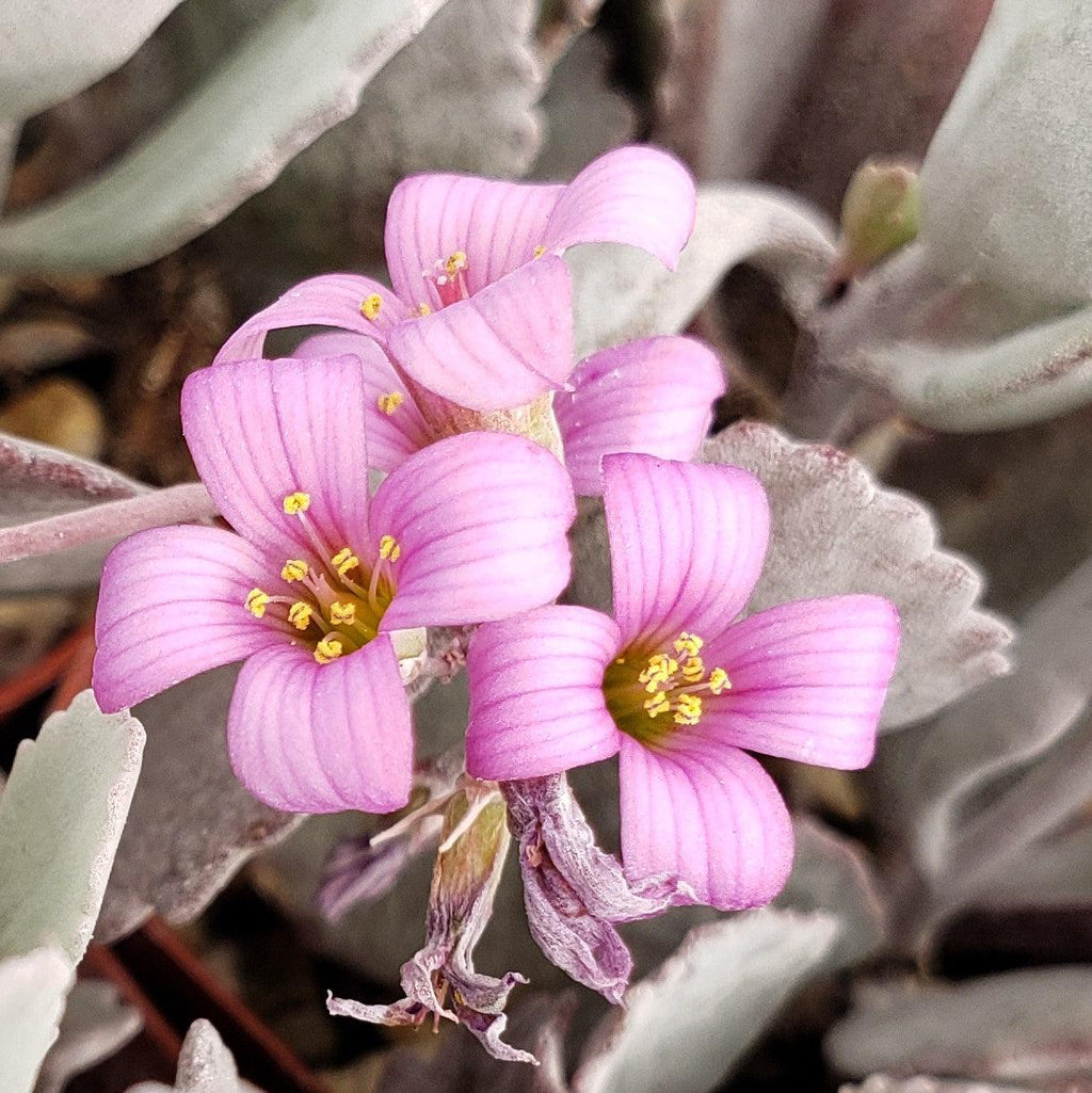 Kalanchoe pumilla