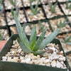 Aloe ramosissima