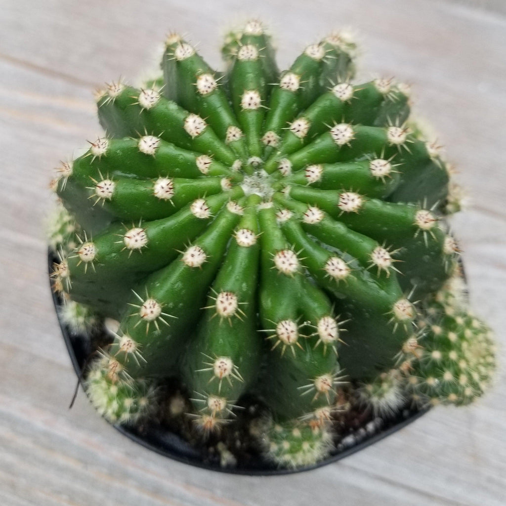 Echinobivia Hybrid Rainbow Bursts