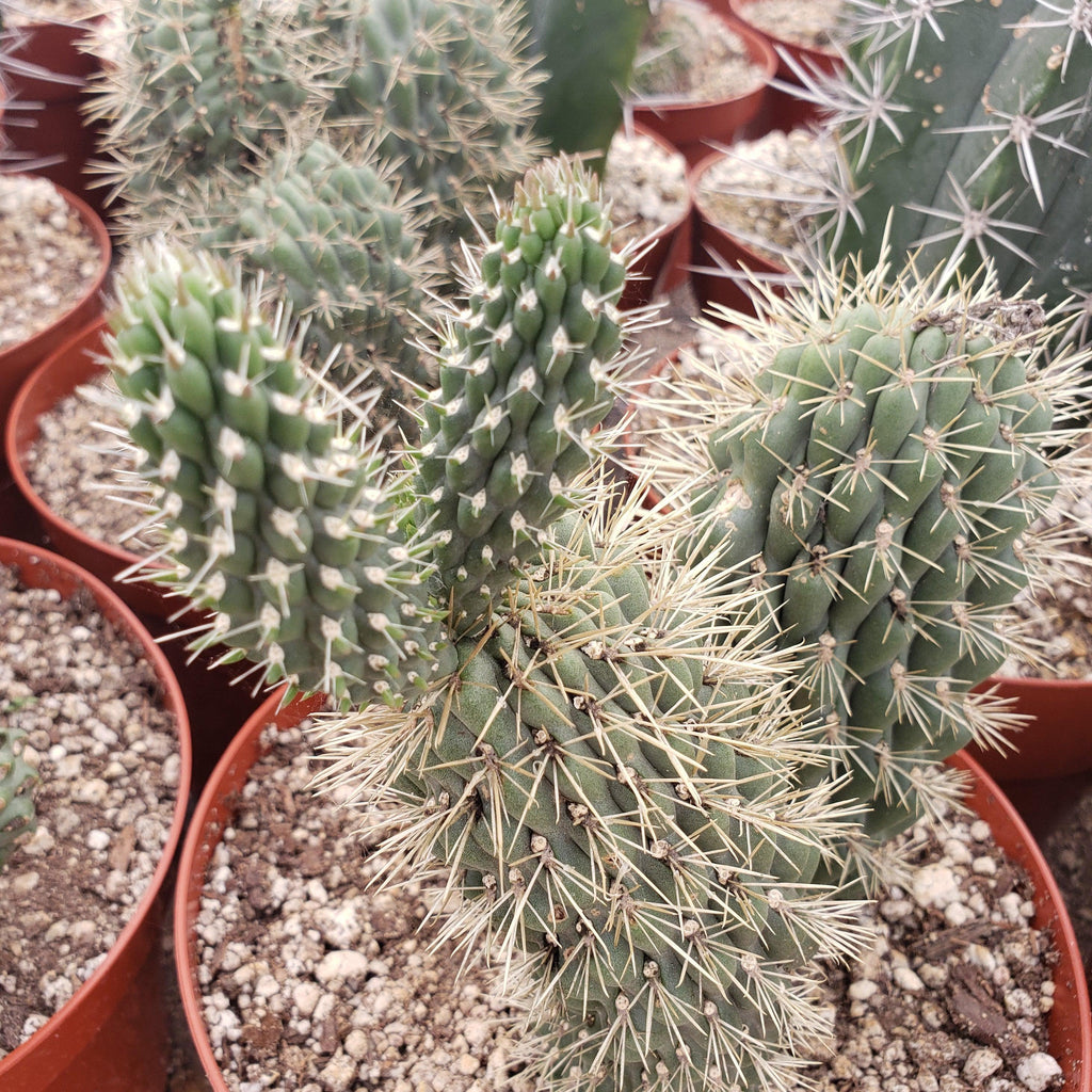 Opuntia fulgida boxing glove cactus