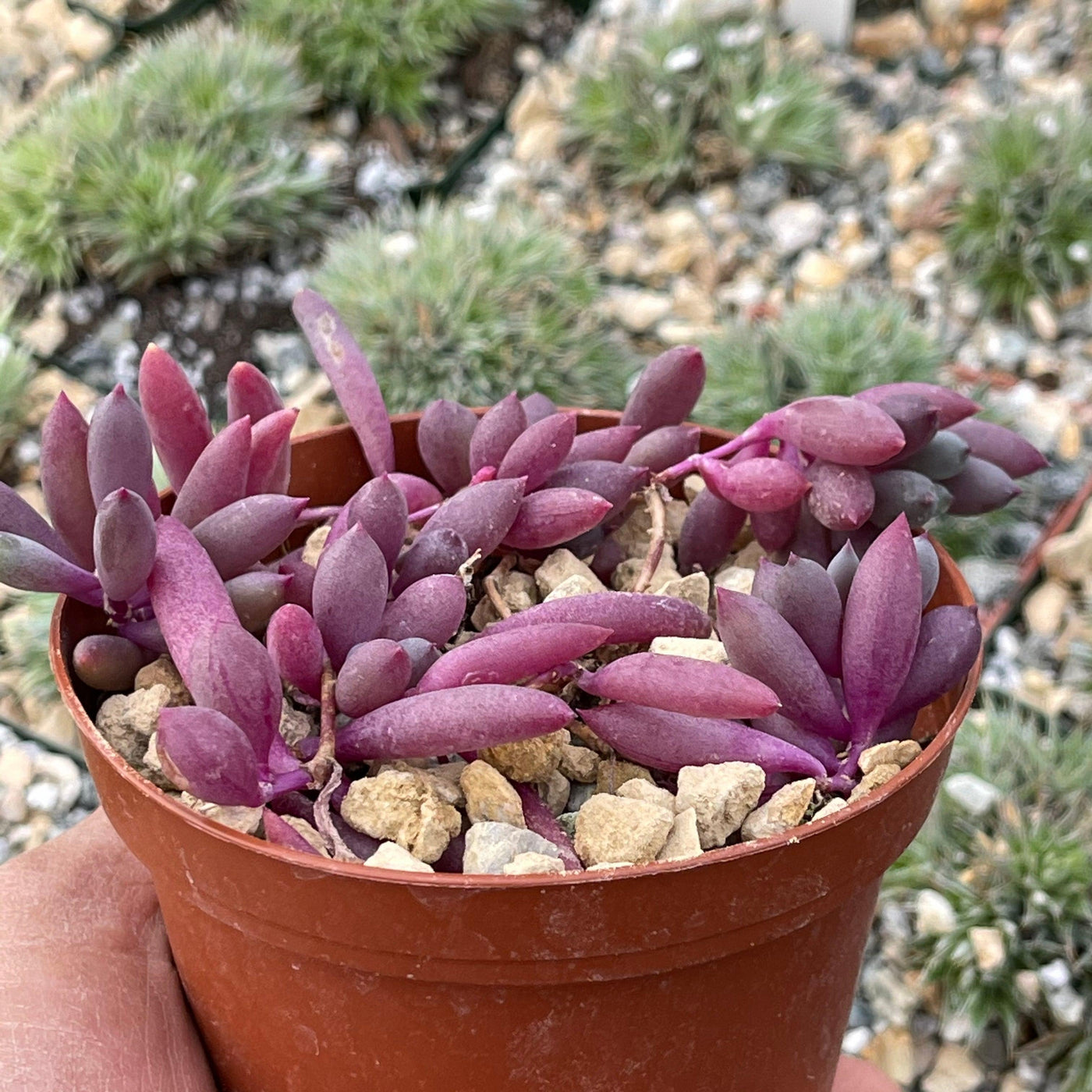 Ruby Necklace Plant 'Othonna capensis'