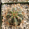 Melocactus concinnus