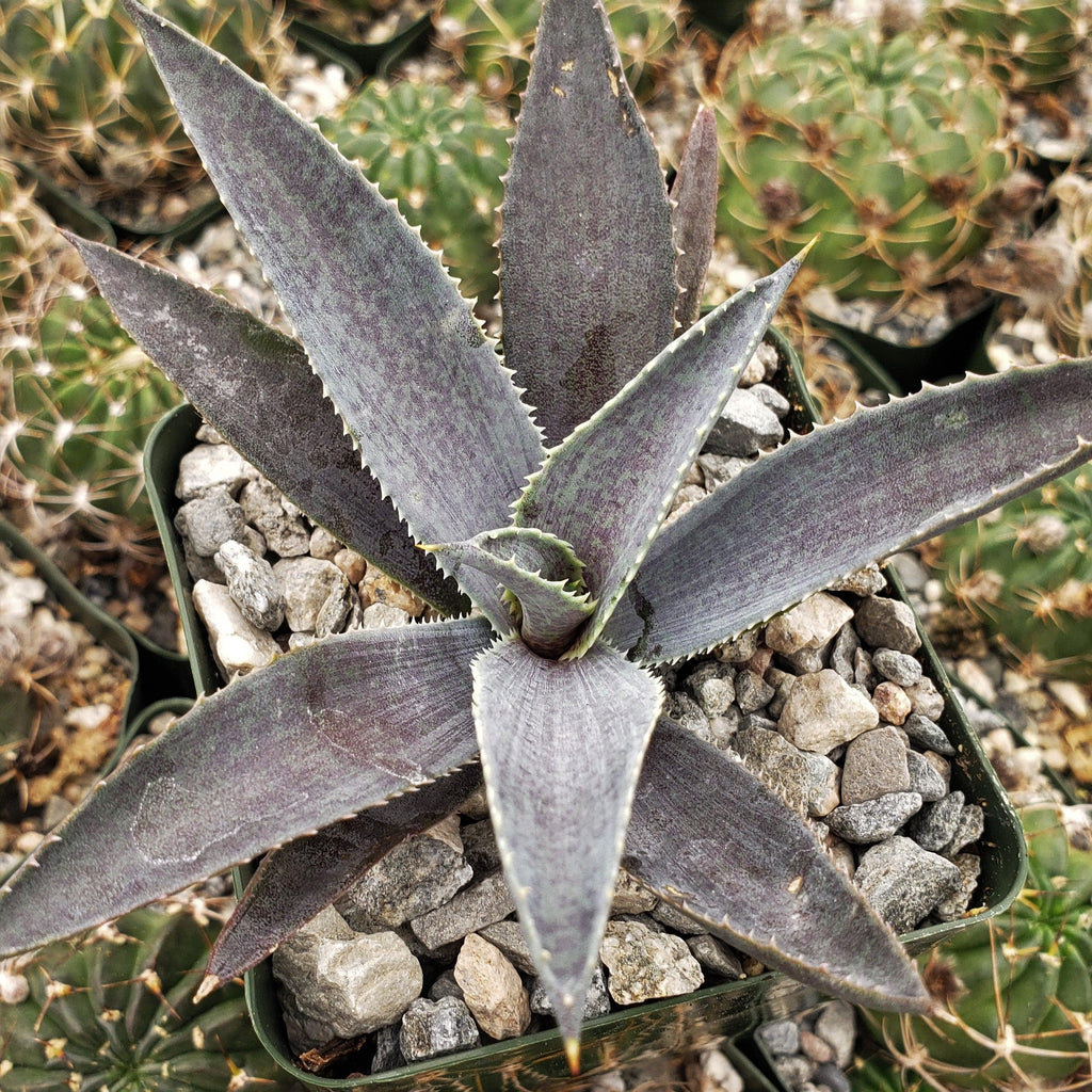 Agave silver fox