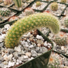 Monkey Tail Cactus – Cleistocactus colademononis 