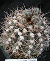 Gymnocalycium piricarpum