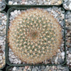 Rebutia Narvaecensis