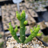 Monadenium ellenbeckii