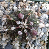 Gymnocalycium friedrichii