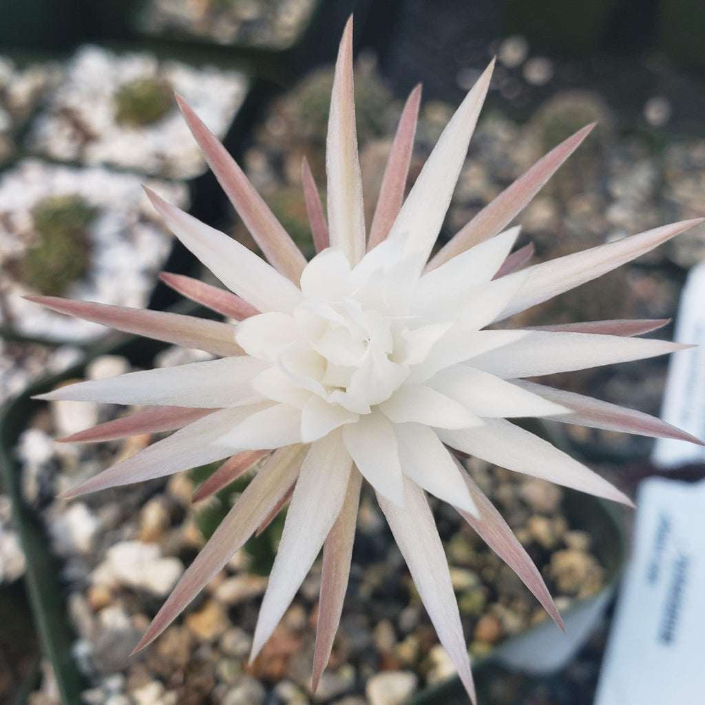 Pygmaeocereus bieblii