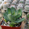 Agave isthemensis rum runner