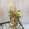 Euphorbia milii Yellow – Crown of Thorns