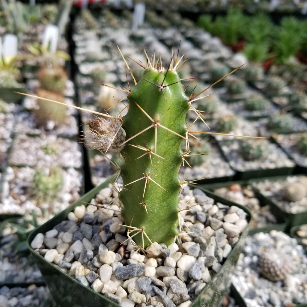 Echinocereus pentalophus