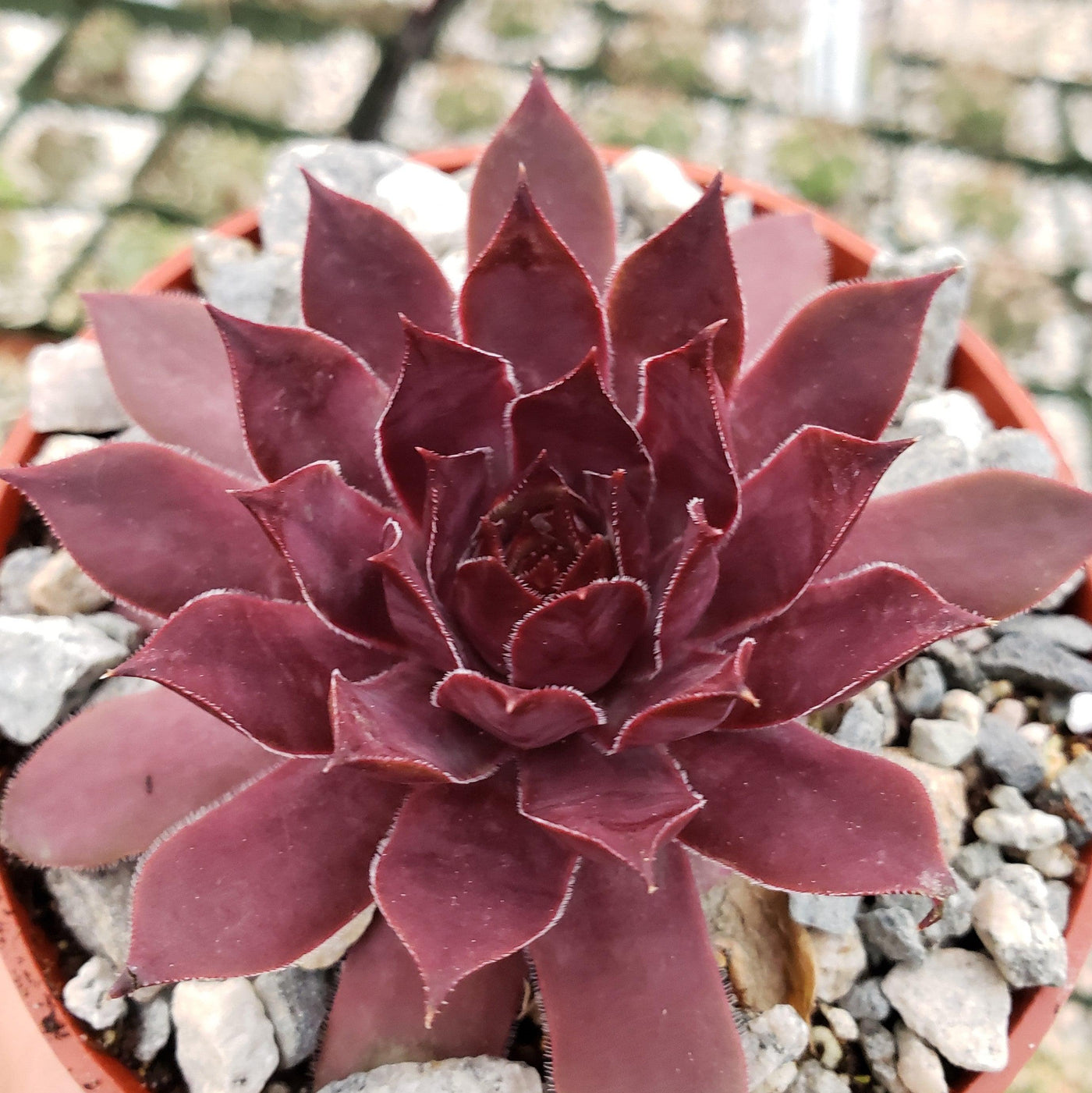 Hen and Chick (Sempervivum 'Red Lion Variegated') in the