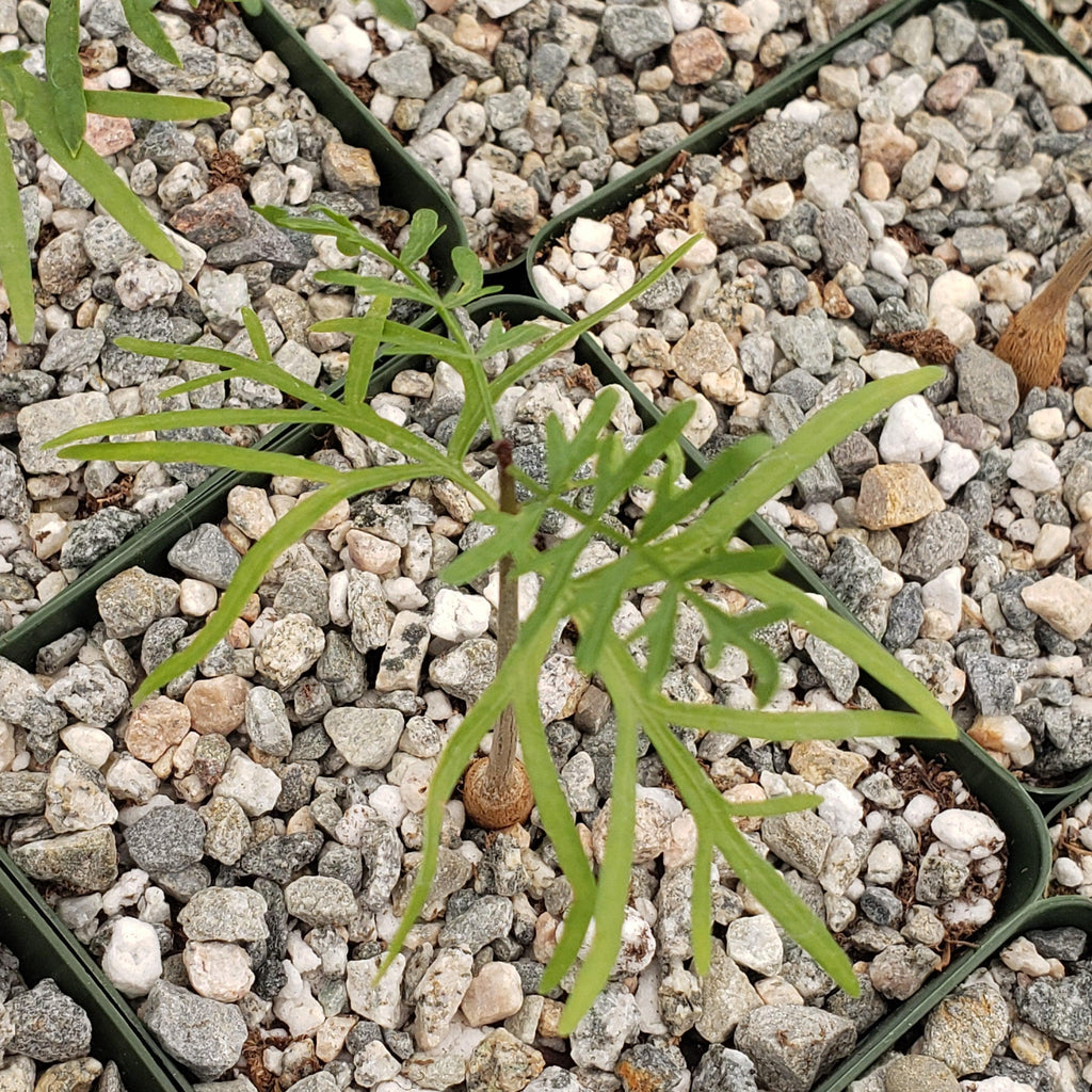 Bursera microphylla Elephant Tree