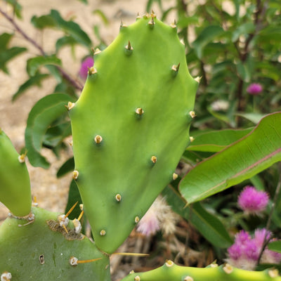 Opuntia Desert Ace Pad