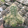 Echinocereus sanpedroensis