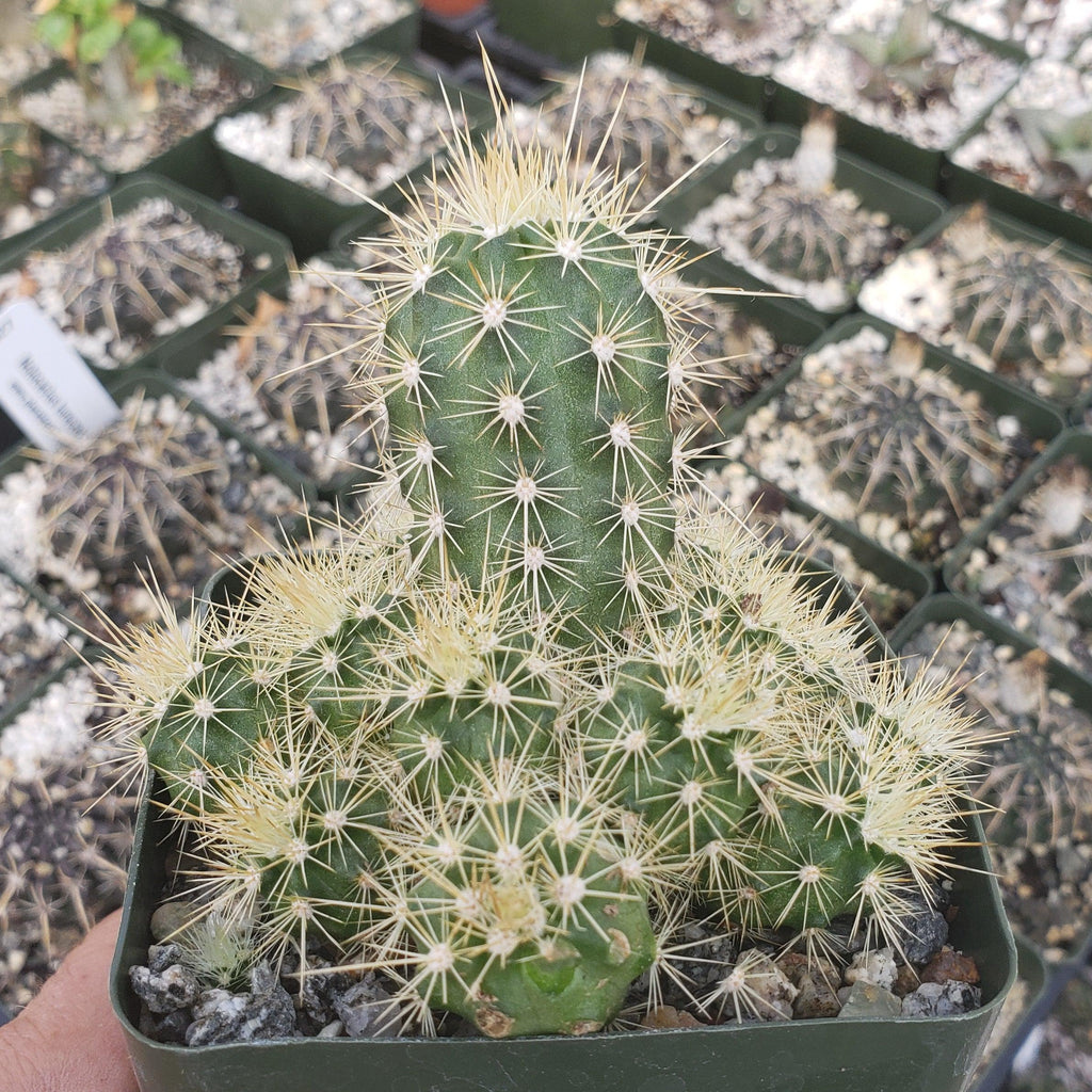 Echinocereus sanpedroensis