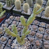 Cylindropuntia Imbricata cholla unrooted cuttings