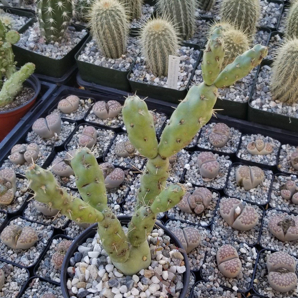 Cylindropuntia Imbricata cholla unrooted cuttings