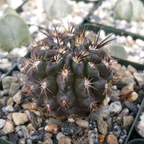 Neochilenia huascensis eriosyce crispa