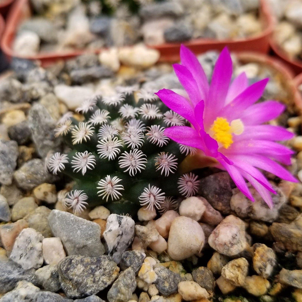 Mammillaria hernandezii