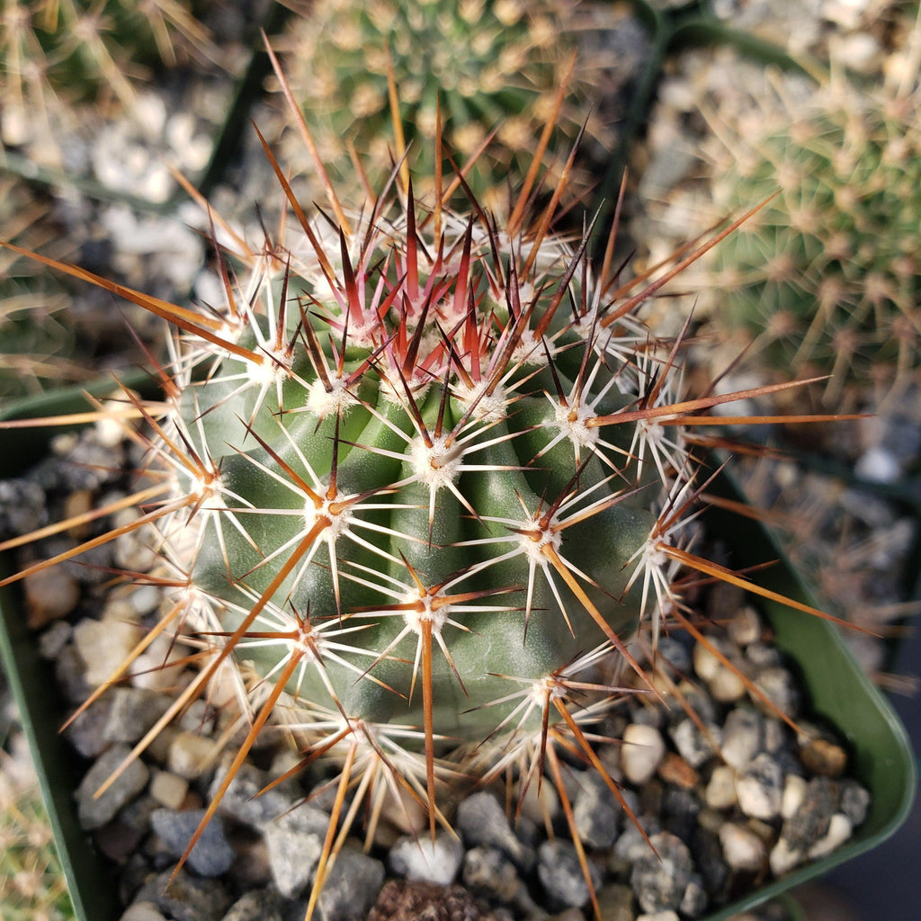 Echinocereus ferreirianus