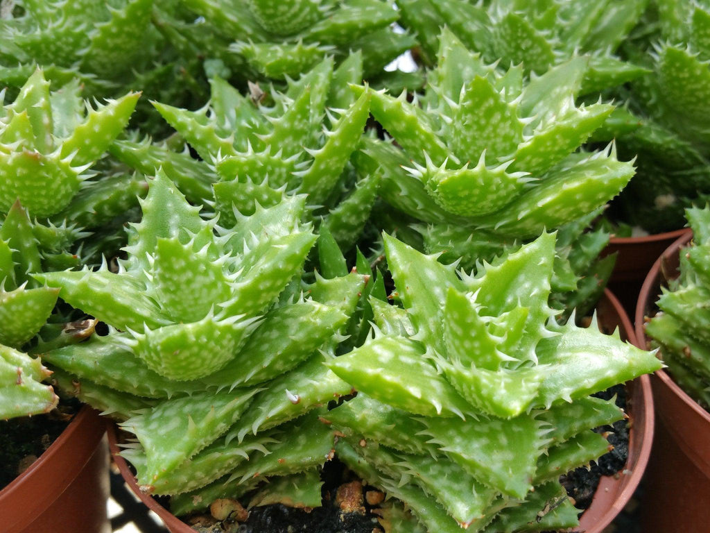 Aloe juvenna