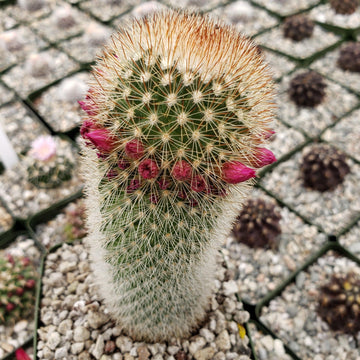 Mammillaria Pilcayensis 6