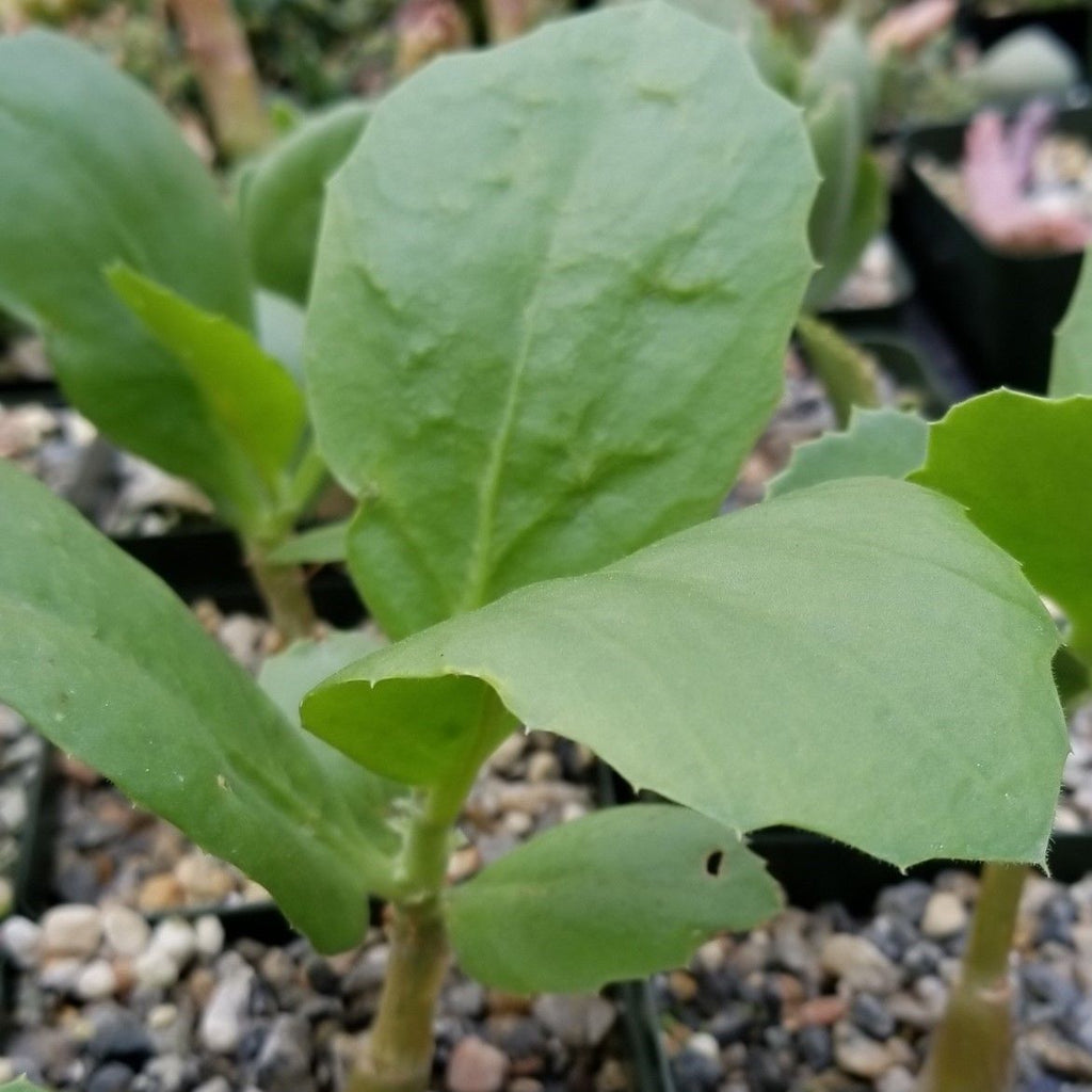 Cyphostemma cirrhosum