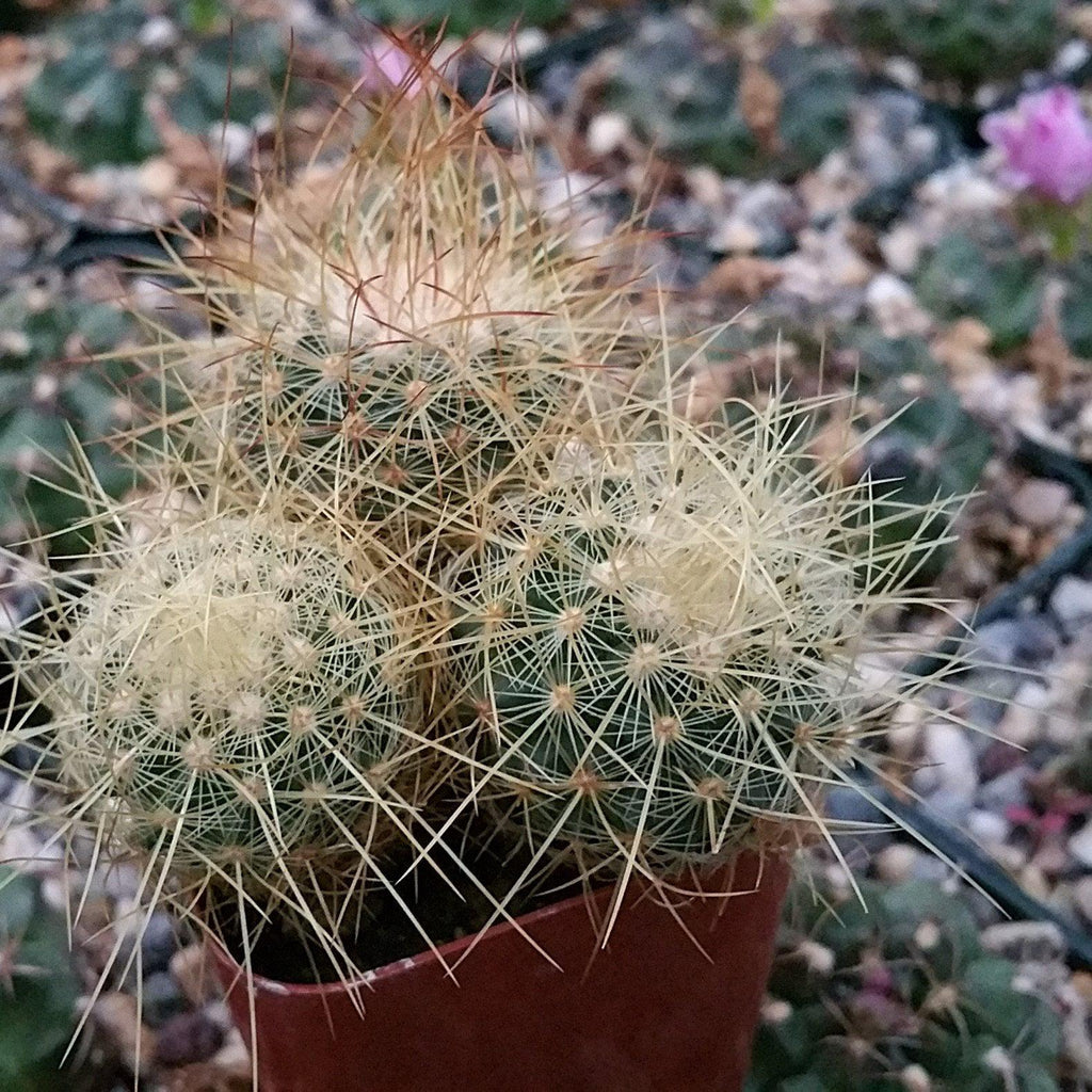 Mammillaria Pringlei